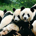 The giant panda is no longer an endangered species