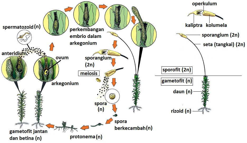 Kingdom Plantae : Tumbuhan Non Vaskuler (Bryophyta atau Lumut