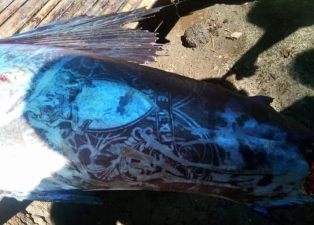 Mengejutkan, Ikan Bergambar Tato Di Sekujur Tubuhnya Tertangkap di Filipina Mengejutkan, Ikan Bergambar Tato Di Sekujur Tubuhnya Tertangkap di Filipina