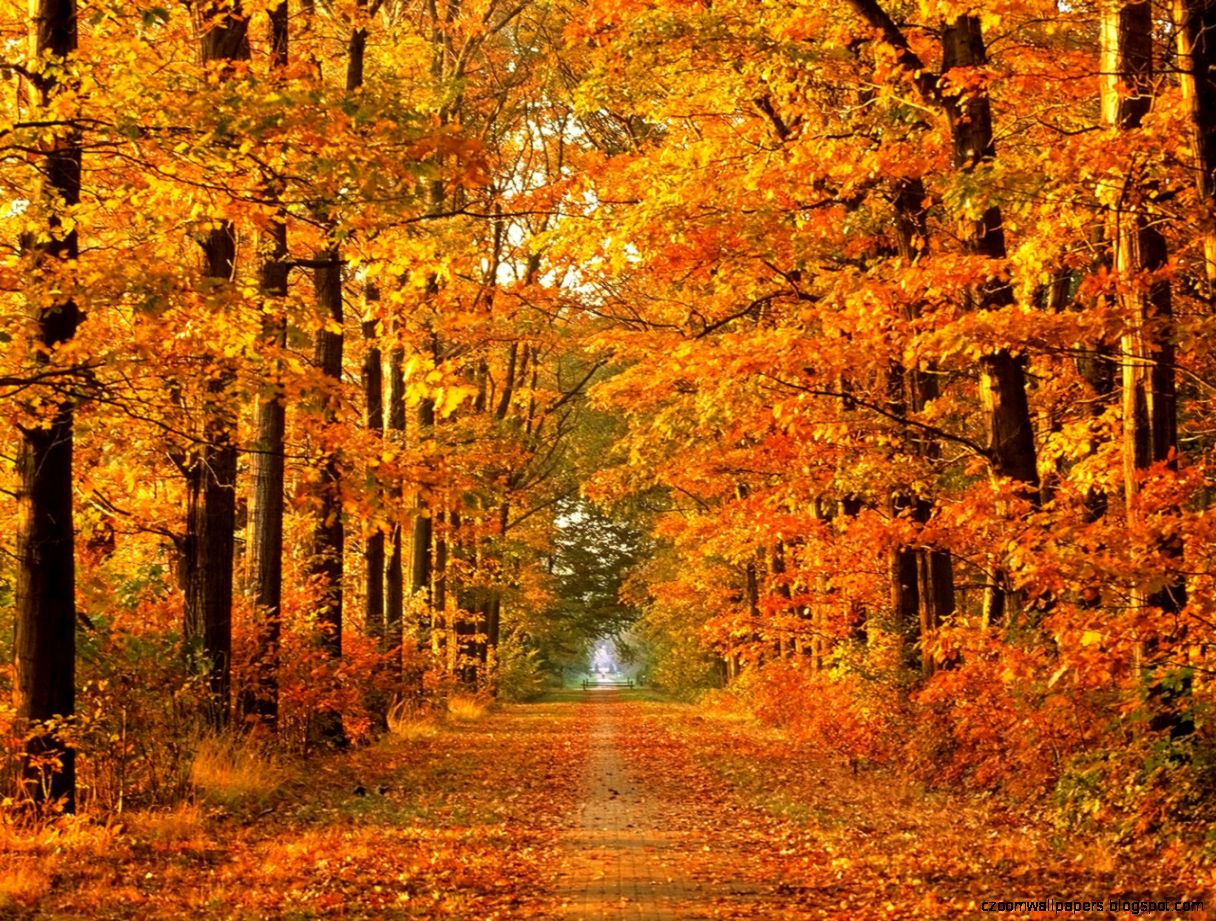 Fallen Autumn Beauty Way HD