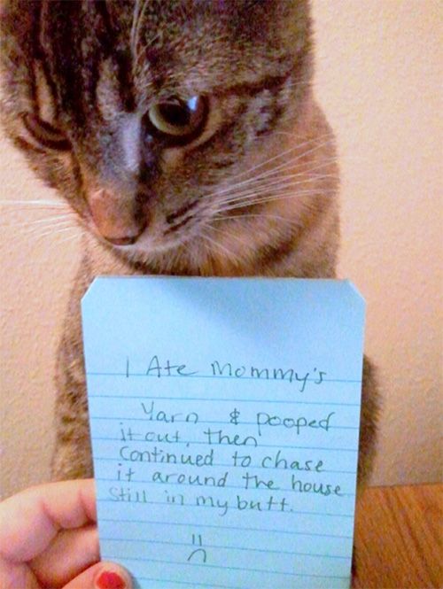 Cat Shaming I Peed On The Hair Dryer My Crazy Email