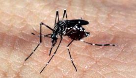 Mosquito Aedes aegypti é o transmissora da febre amarela em áreas urbanas