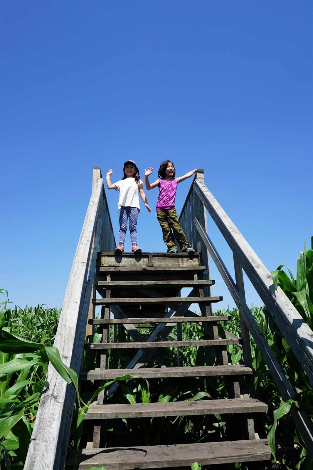 Endless Fun at Kraay Family Farm & Corn Maze Play Outside Guide