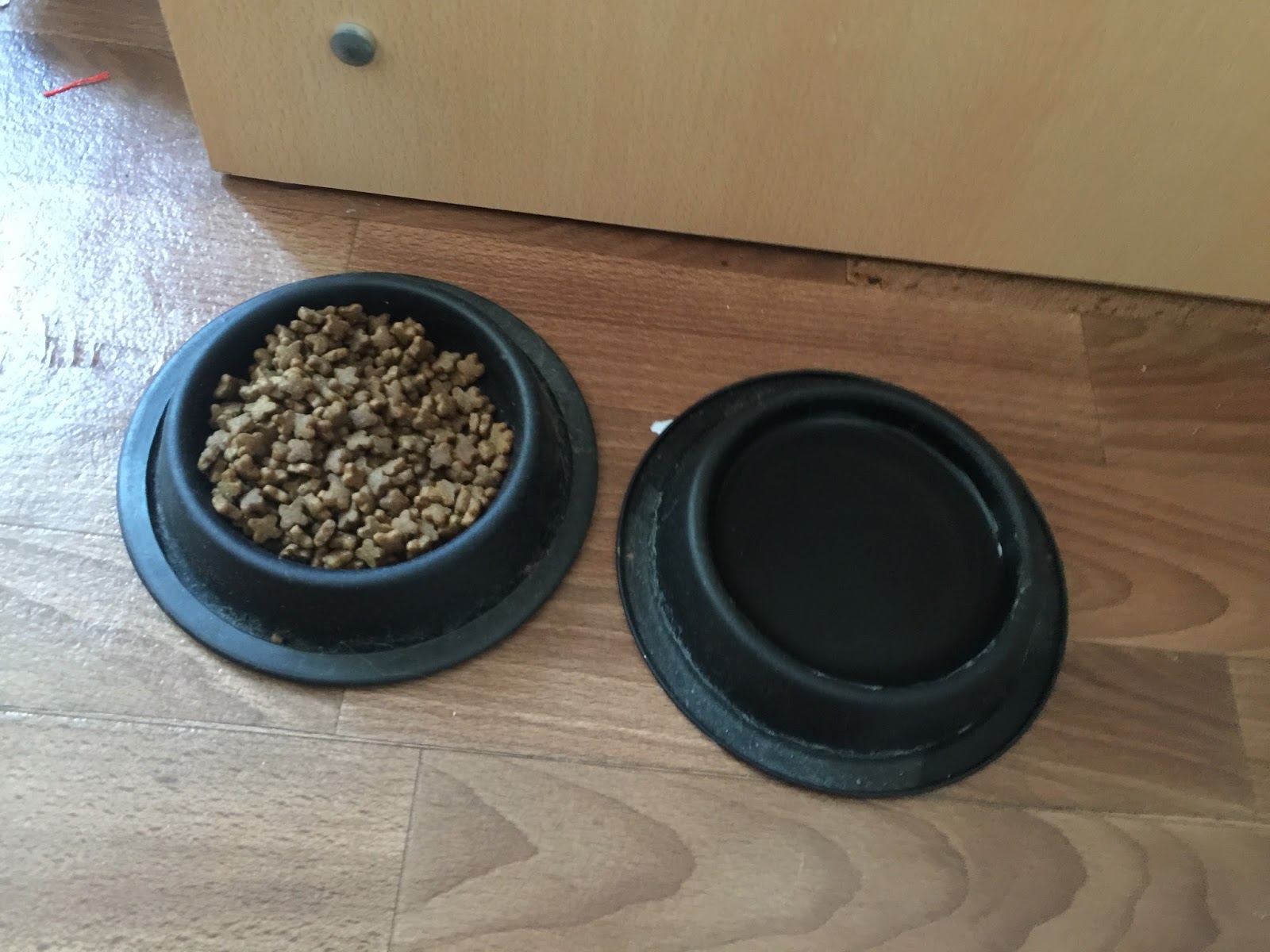 Kedi Bakımı,MasraflarıMia Günlükleri 1 DİLARA KAYA