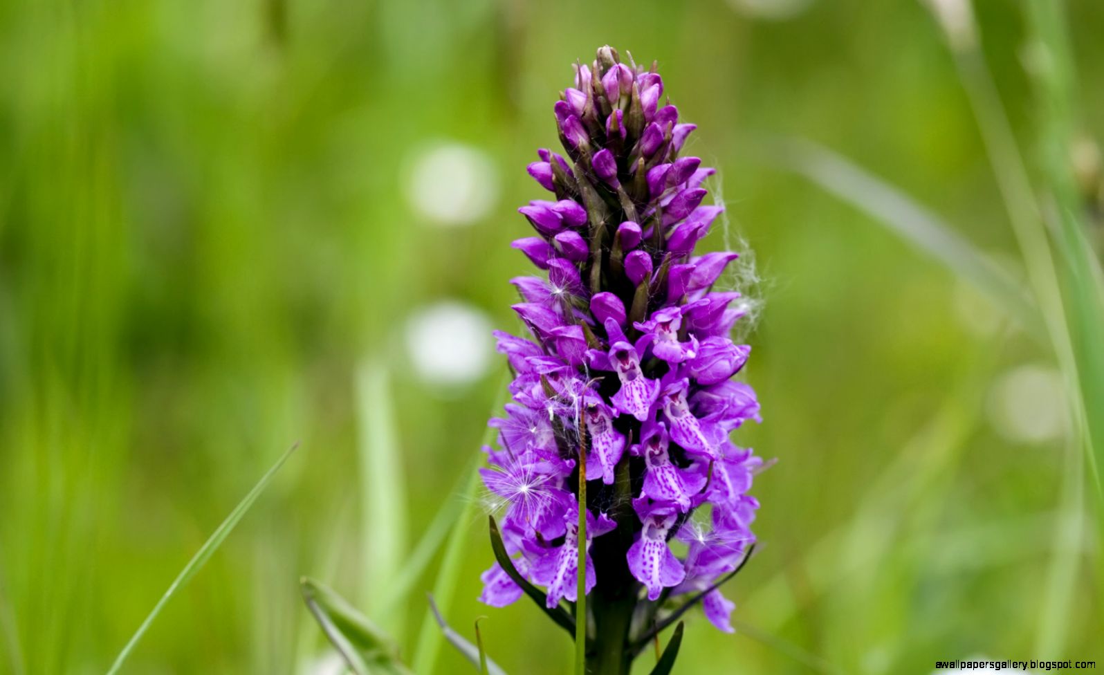 Wild Orchid Wallpapers