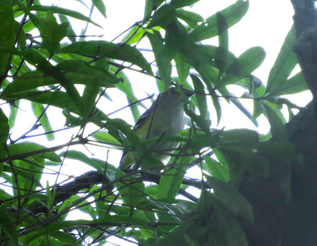 White-eyed Vireo - Jamaica Bay, New York