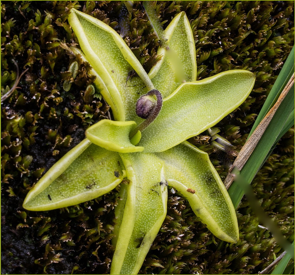 Calderdale Wildlife Withens Clough 110713