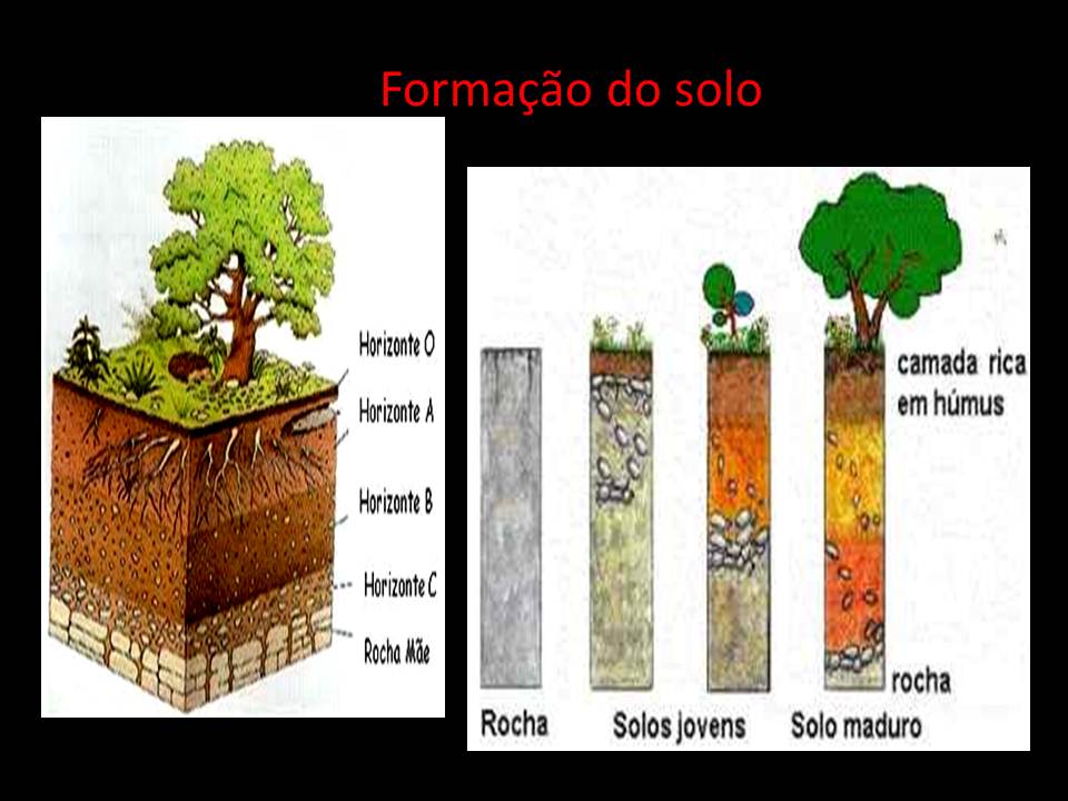 Qual A Importância Do Solo Para Os Seres Vivos EDULEARN
