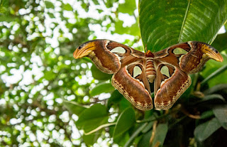 Mariposa Atlas attacus - uma das maiores do mundo