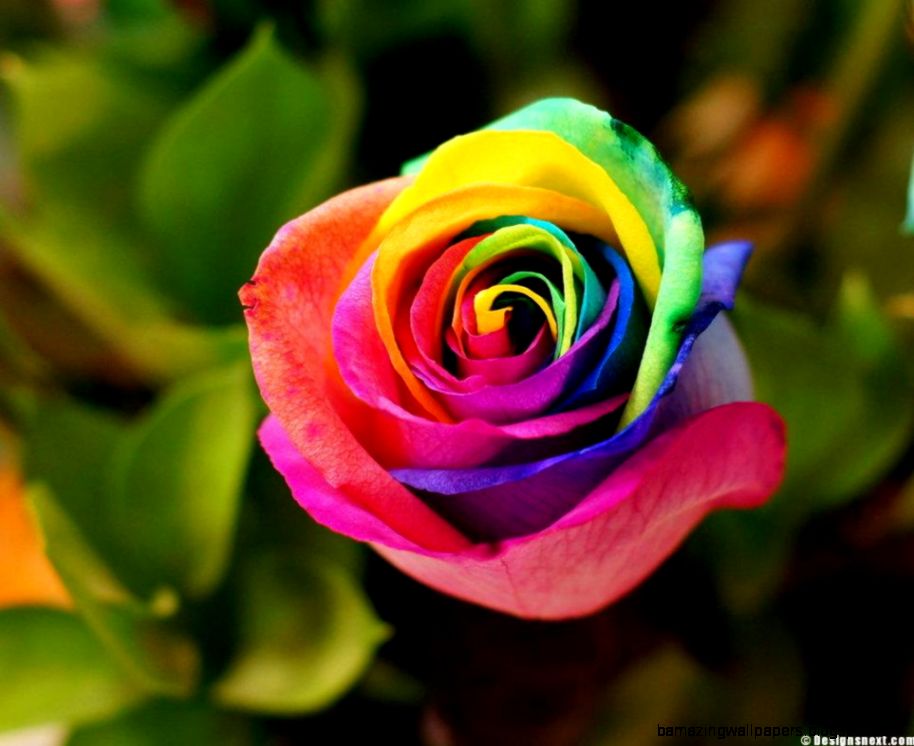Rainbow Roses Wallpapers HD