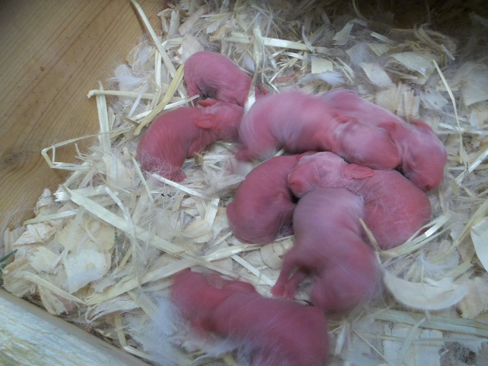 Texas Rabbit Barn So You Want to Buy a Meat Rabbit