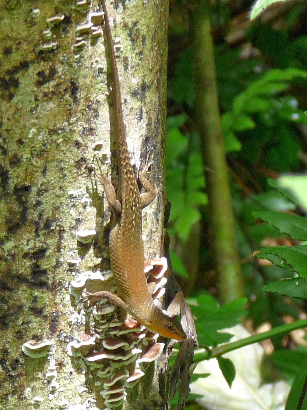 Type of Lizards Skinks