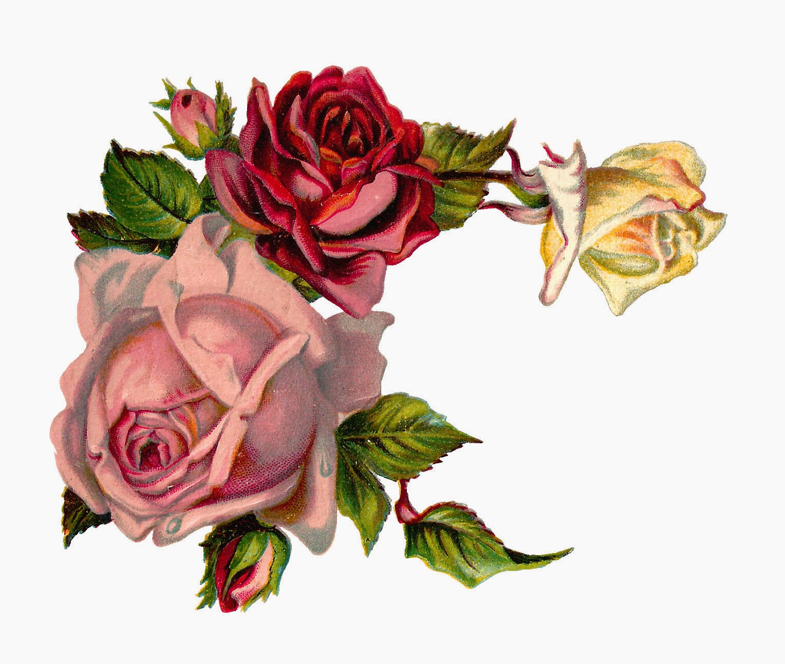 vintage rose clipart - photo #7