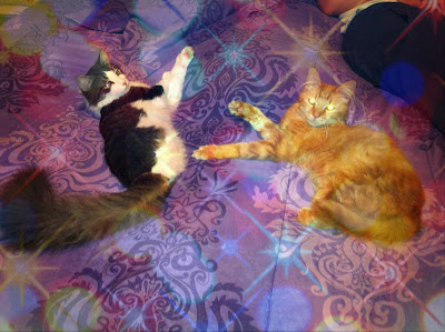 The Boys Anakin & Mika! Two Legged Cat