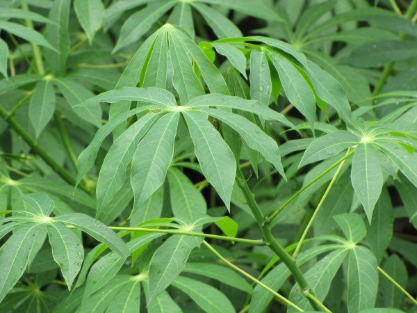 6 Manfaat Daun Singkong Bagi Kesehatan 6 Manfaat Daun Singkong Bagi Kesehatan