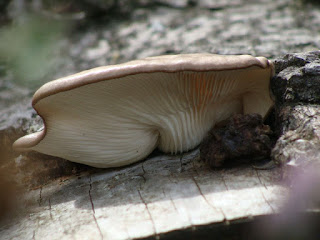 Pleurotus ostreatus DSC45912