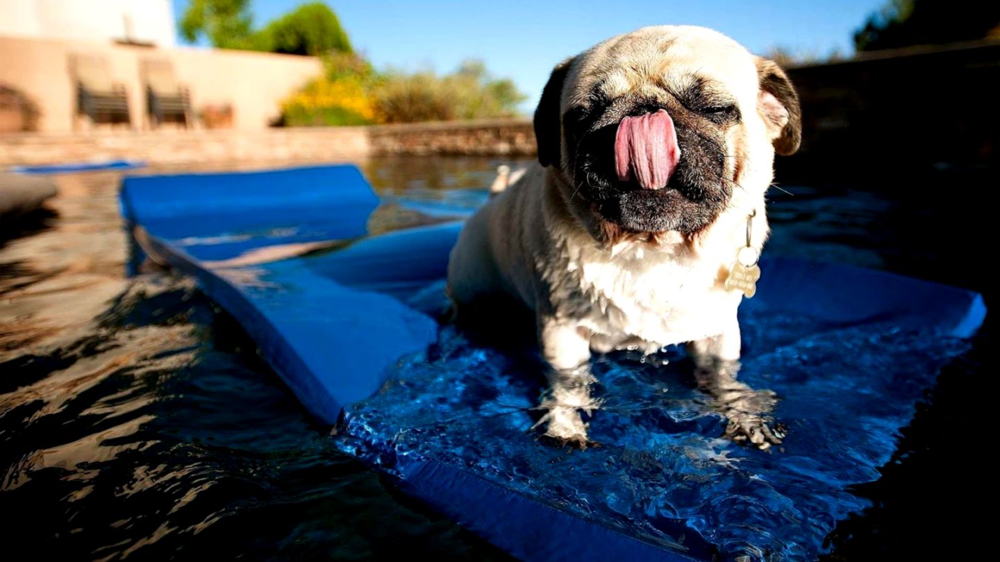 Pug Dog Wallpapers   Android Apps on Google Play