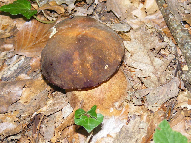Dark Cep Boletus aereus.  Indre et Loire, France. Photographed by Susan Walter. Tour the Loire Valley with a classic car and a private guide.