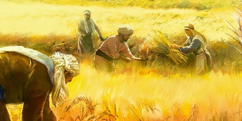 ¿Somos trigo o solo cizaña? (Mateo 13:24-30)