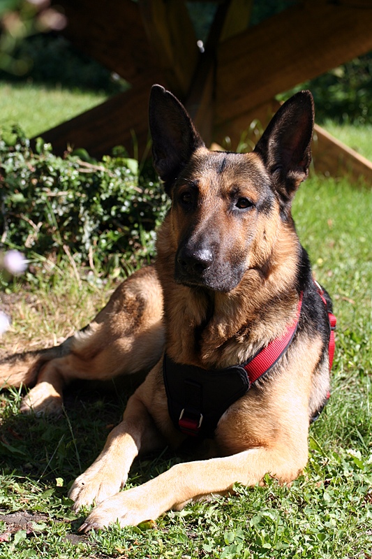 Sammy vom Fließtal Entwarnung