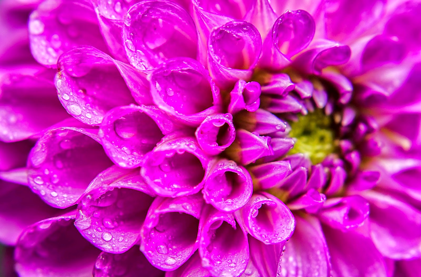 ΝΤΑΛΙΕΣ photos - wallpapers (ανανεωμένο) | the fun bank