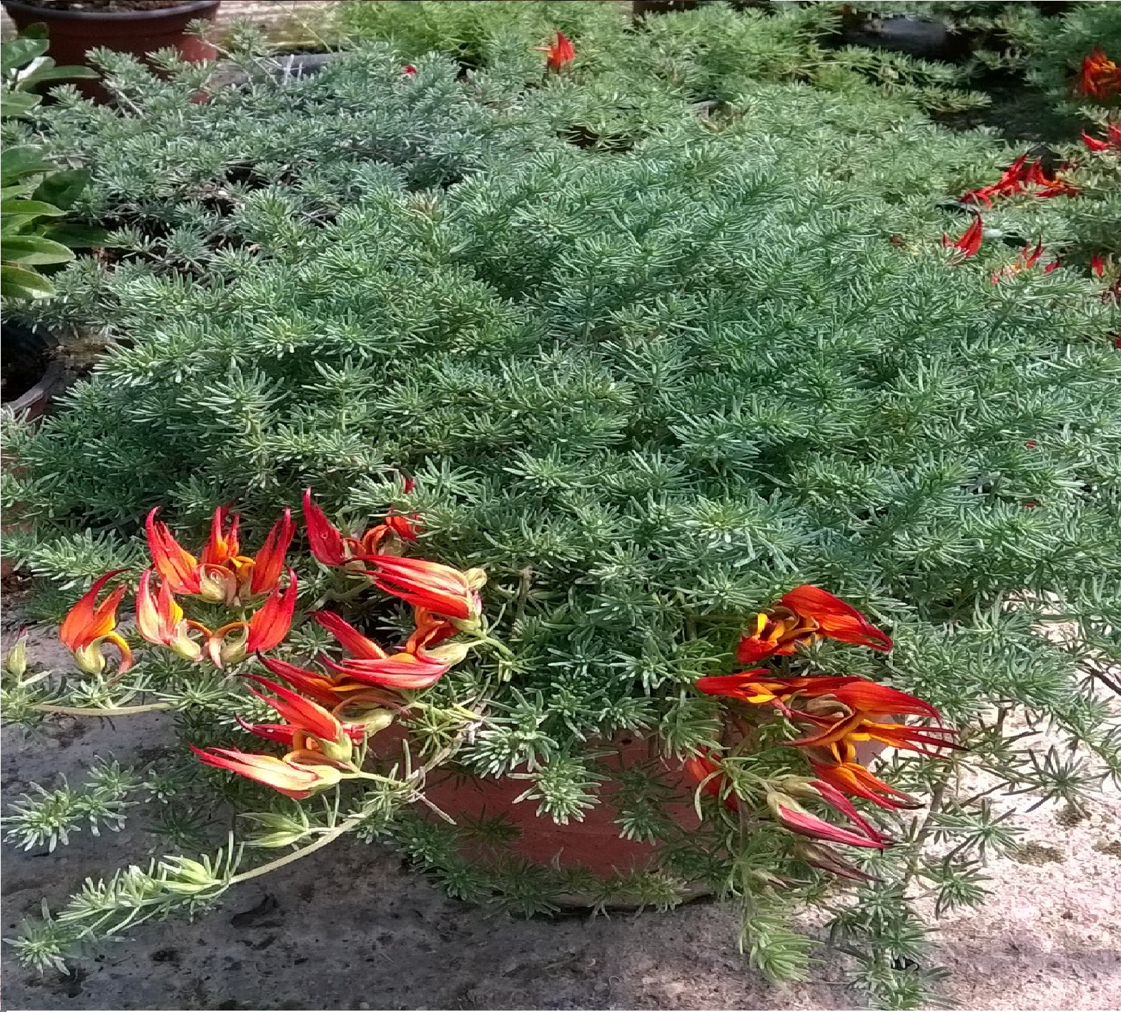 Πρότυπα Φυτώρια Κωνσταντούρου Lotus Berthelotii