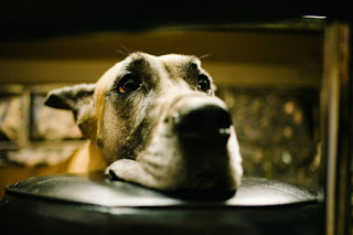 Las lesiones que pueden causar cojera en los perros cojera en los perros