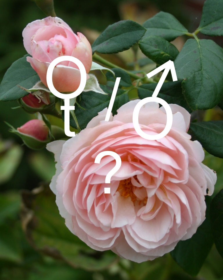 Garden Musings Gendered Plants