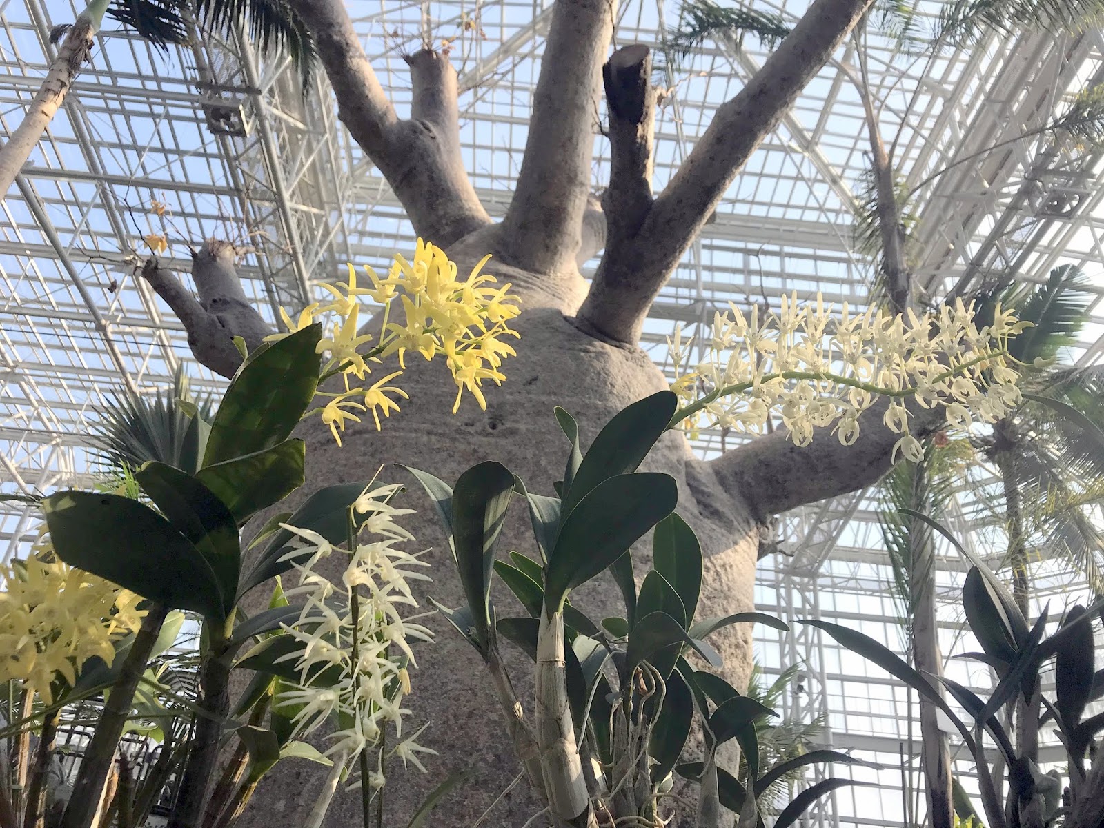 広島市植物公園ブログ オーストラリアの蘭 大集合