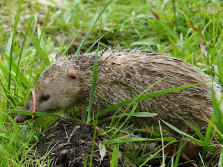 Tenrec ecaudatus - Tangue - Tengue Tenrec ecaudatus - Tangue - Tengue