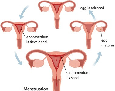 Fase ovulasi terjadi jika