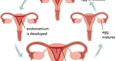Pada siklus menstruasi apabila fertilisasi tidak terjadi maka akan terjadi peristiwa berikut, kecuali.