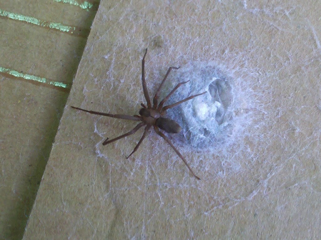 The Brown Recluse A Tiny Spider With A Nasty Bite Heart of The