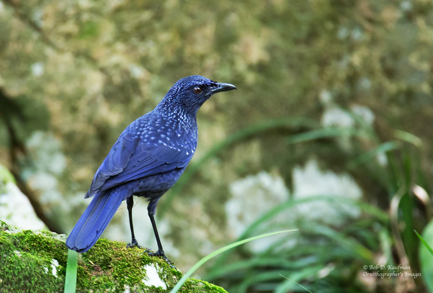 TWO BIRDERS TO GO Hong Kong Birding, Day 2 Choi's Birding Spots