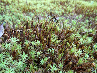 Moss growth at the Yoshikien garden in Nara, Japan