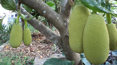 wallpaper buah-buahan nangka