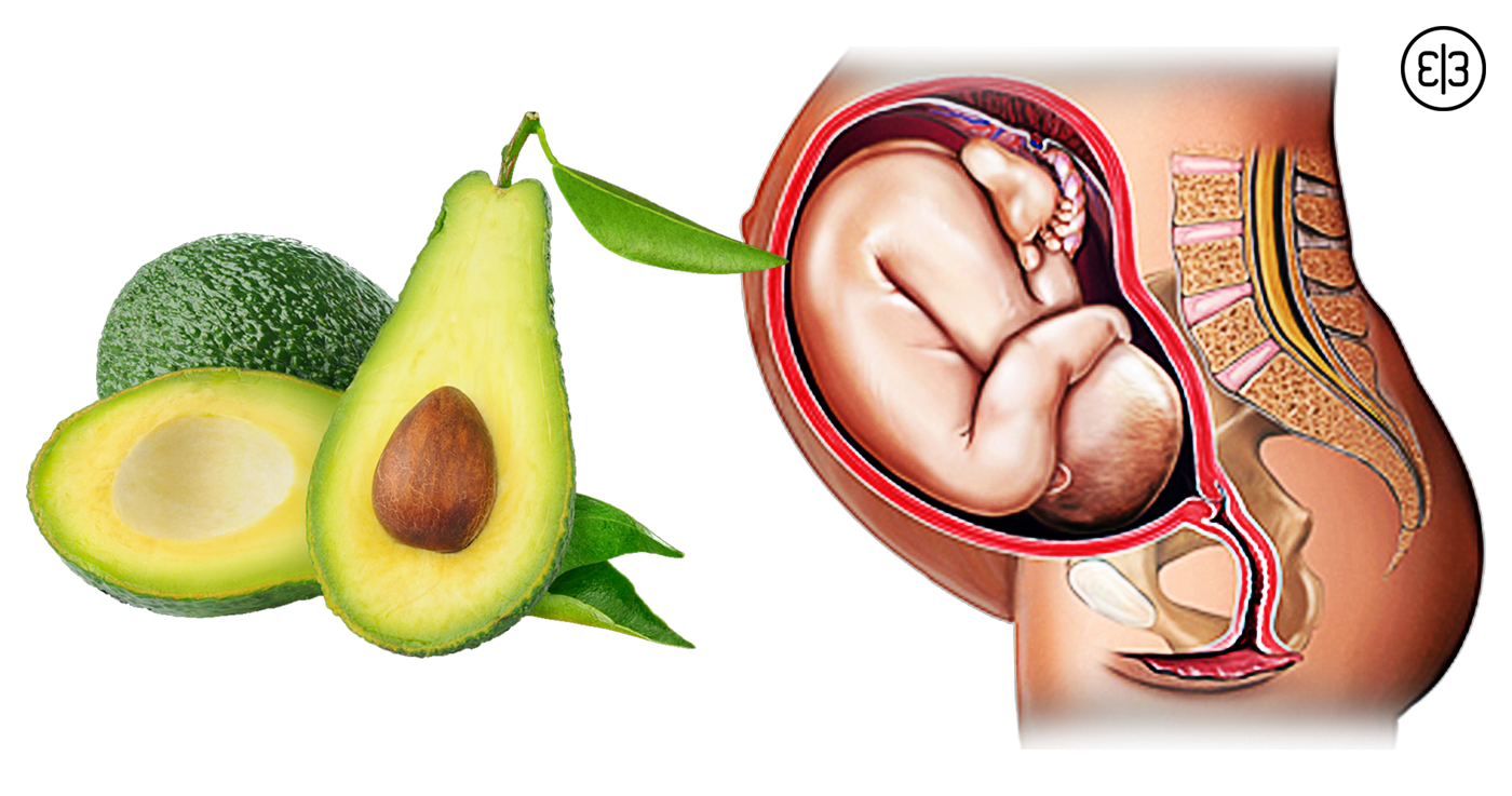 плод похожий на авокадо. интересные факты об авокадо. авокадо беременность. авокадо при беременности. авокадо при беременности.