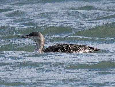 Red-throated Diver