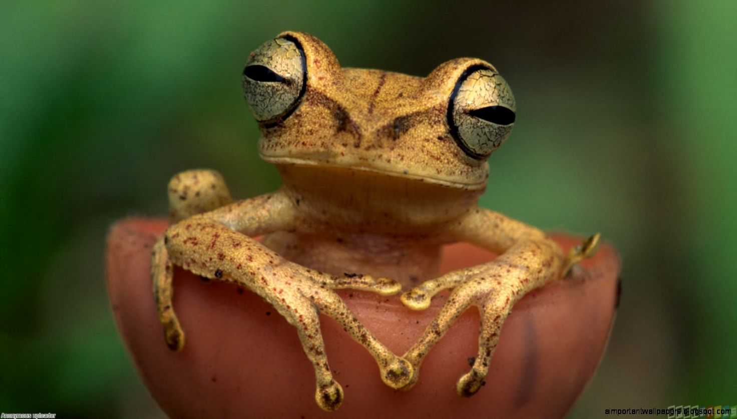 Amazon Rainforest Animals Frog