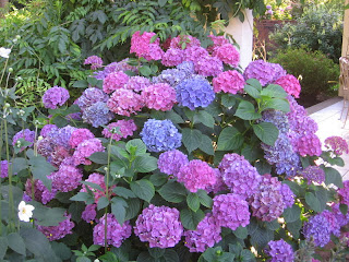 How to Planting Hydrangea for Business