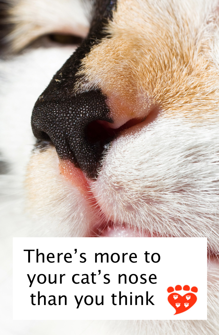 What Your Cat S Nose Knows