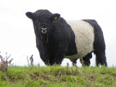 walkabout gone handsome bull