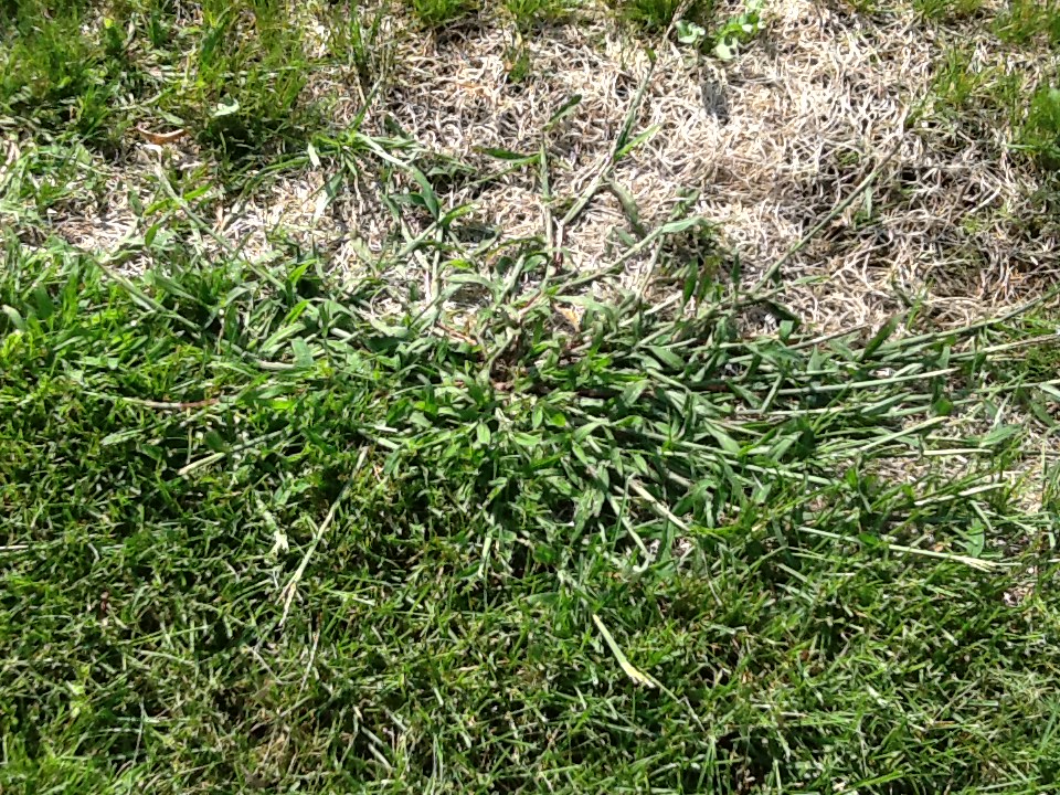Lawn*Doctor Lawn Care Insights I have crabgrass in spring, or do I?