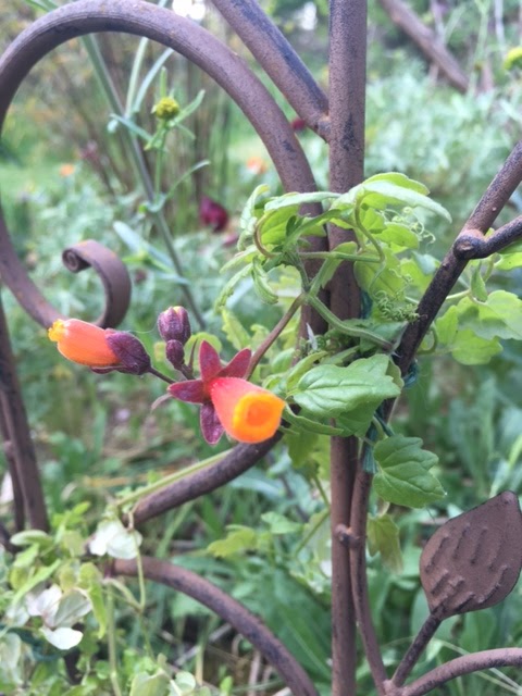 Flora Wonder Blog Flora Farm Mahonia