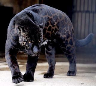 Melanismo: Leopardo negro