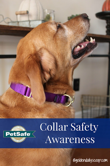 PetSafe KeepSafe Break-away Collar Safety Awareness PetSafe KeepSafe Break-away collar for dog collar safety awareness