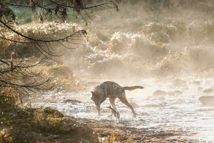 8 Incredible Pictures Of Rare Sea Wolves Who Live Off The Ocean
