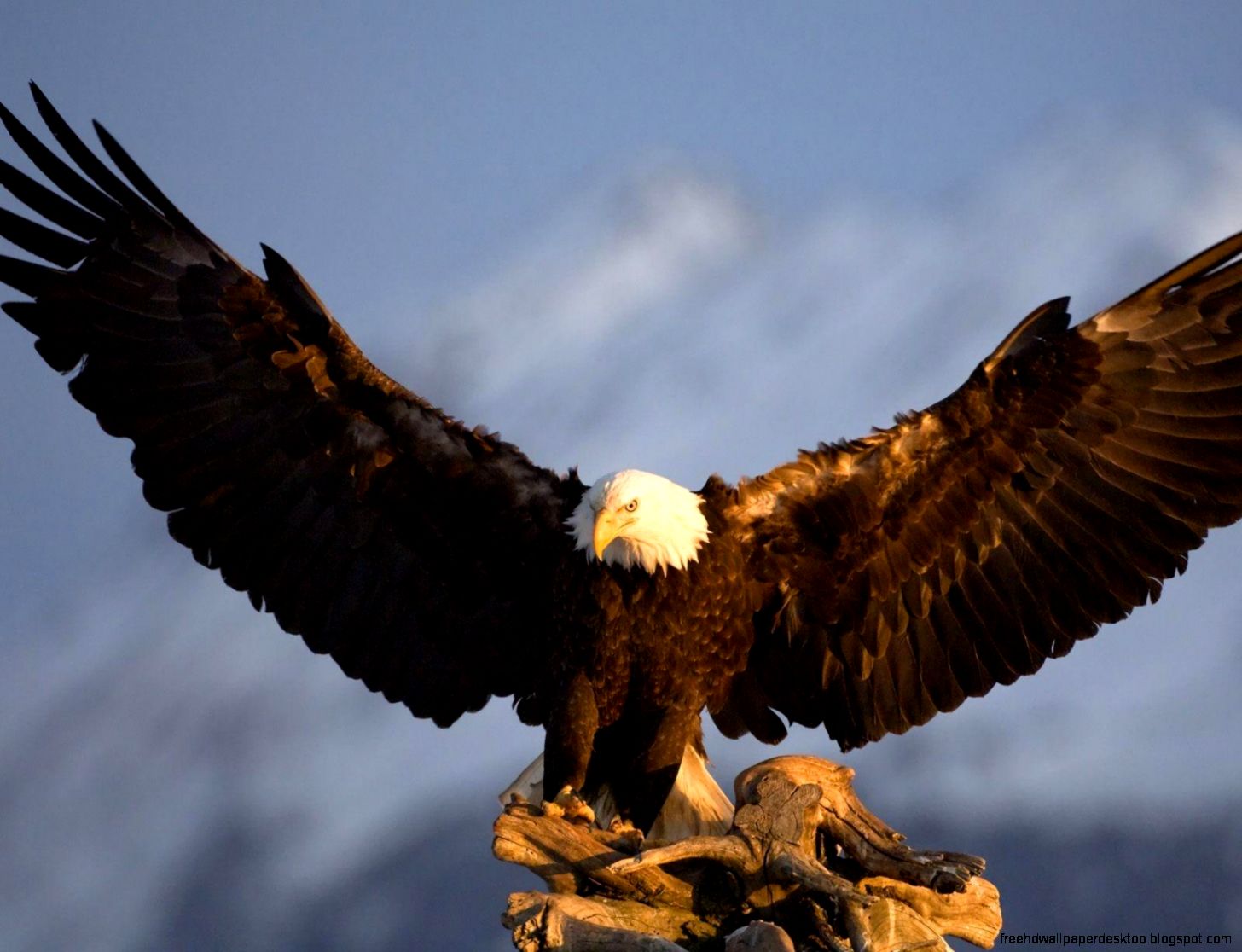 Flying Bald Eagle
