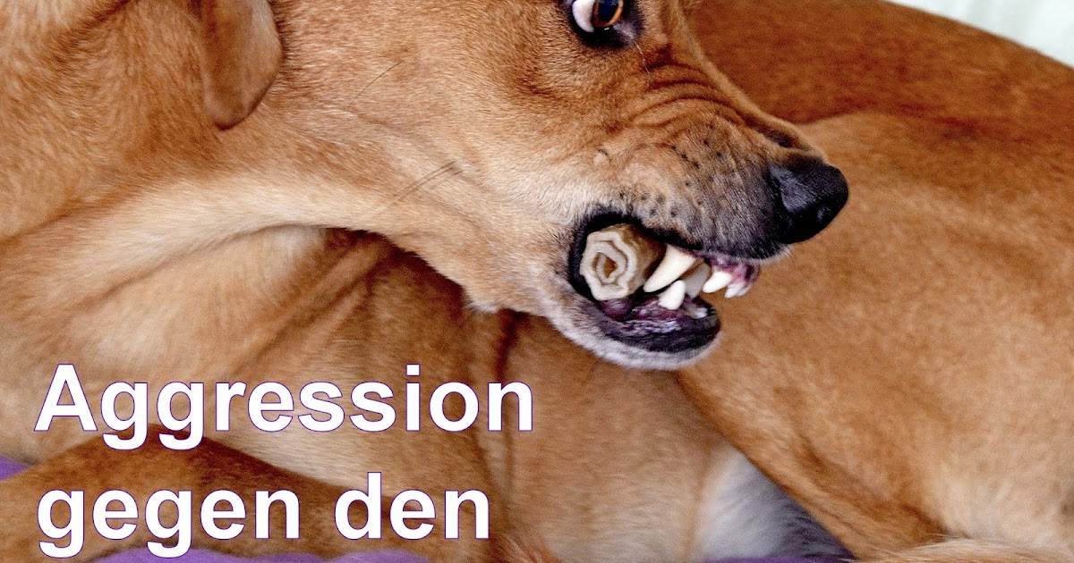 Angst vor dem eigenen Hund