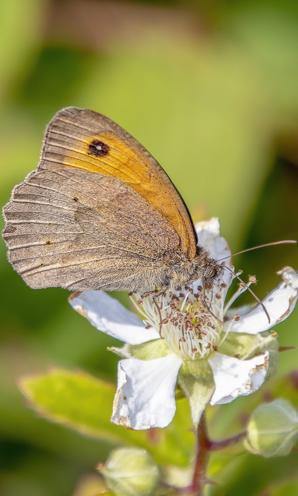 A meadow brown butterfly.